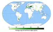 Worldwide sunflower output