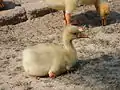A gosling of swan goose in Bangladesh
