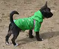 Dog with skull fashion