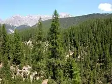 Image 26A conifer forest in the Swiss Alps (National Park). (from Ecoregion)