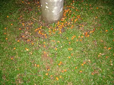 Fruiting palms can be messy. This is in a city park in São Paulo, Brazil.