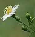 Flower head close up