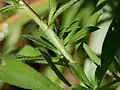 Hairy stem