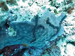 Synaptula sp.