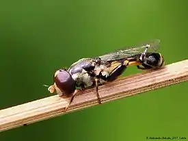 Syritta pipiens actual size .mw-parser-output .frac{white-space:nowrap}.mw-parser-output .frac .num,.mw-parser-output .frac .den{font-size:80%;line-height:0;vertical-align:super}.mw-parser-output .frac .den{vertical-align:sub}.mw-parser-output .sr-only{border:0;clip:rect(0,0,0,0);clip-path:polygon(0px 0px,0px 0px,0px 0px);height:1px;margin:-1px;overflow:hidden;padding:0;position:absolute;width:1px}6.5–9.5 mm (1⁄4–3⁄8 in)
