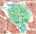 Figure 18. Rat jejunum muscularis mucosa. The photo is a colour-enhanced digital micrograph of a black and white transmission electron microscopy image. A blue telopode of 14.2&nbsp;µm in the section plane is illustrated around a nerve ending (green) between smooth muscle cells (brown).