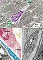 Figure 20. Rat jejunum. A. Photomicrograph of an interstitial cell of Cajal (violet) in muscularis externa. Note the large cell body which extend slender and relatively short connection towards the nerve endings (green). B. Digitally coloured TEM image showing a fibroblast (garnet) and a telocyte (blue) in the lamina propria. C. Coloured transmission electron micrograph (TEM) of a tangential section through a fibroblast cell. The internal structure can be seen, including the dilated rough endoplasmic reticulum (blue). responsible for synthesising collagen. In blue a telopode underlying the intestinal epithelium.