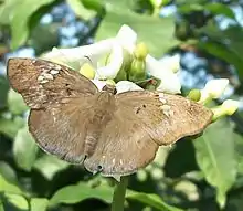 Tagiades flesus from South Africa
