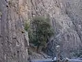 holy tree