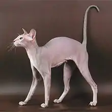 Peterbald