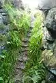 Tappoch Broch stairs