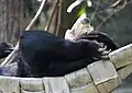 Sun bear