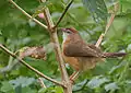 D. h. phillipsi of Sri Lanka