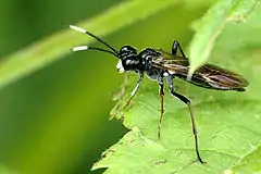 T. livida, female