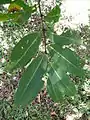 Terminalia arjuna leaves