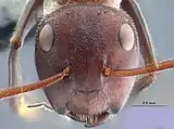 Head of Colobopsis explodens worker.