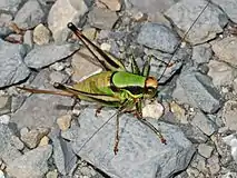 Female, dorsal view