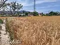 The wheat crop is almost at harvest