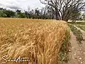 The wheat crop is ripe and ready
