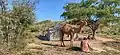 A camel rider taking care of his camel۔