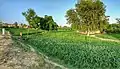 My village is lush and green