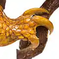 Detail of ground pangolin foot and claws