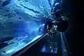 The Maui Ocean Center features a 53-foot long acrylic tunnel for viewing.