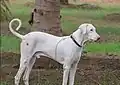 one male