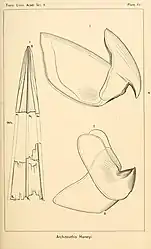 #30 (25/11?/1873)Two-part beak and gladius fragments of the Logy Bay specimen (Verrill, 1880a:pl. 15)