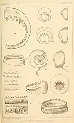 #34 (?/12/1874) and #42 (24/9/1877)Details of the horny ring of a large tentacular sucker of Verrill specimen No. 13 from 1874 (#34; fig. 11) and assorted arm and tentacular suckers of Verrill specimen No. 14 from 1877 (#42; remaining figures) (Verrill, 1880a:pl. 17)