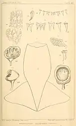.mw-parser-output .citation{word-wrap:break-word}.mw-parser-output .citation:target{background-color:rgba(0,127,255,0.133)} #[1] (1870?)Anatomical details of the squid that washed ashore in Nova Scotia, Canada, around 1870. It was originally described as Architeuthis megaptera and later identified as Sthenoteuthis pteropus. Shown are the mantle (fig. 1), teeth of the radula and palate (figs. 2–7), and arm and tentacle suckers (figs. 8–9) (Verrill, 1880a:pl. 21).