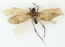 The dorsal habitus of a Prophalangopsis obscura specimen collected in India. Identified by Francis Walker (entomologist) in 1869.