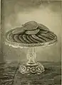 Tray of ingefærnøtter