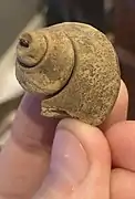 A fossil gastropod called Clathrospira from the Ancell Group in Dane County
