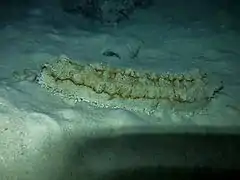 Thelenota anax