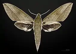 Male dorsal view