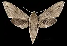 Female dorsal