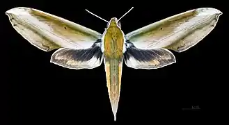 Female dorsal