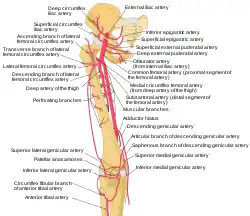 Schema of the arteries arising from the external iliac and femoral arteries