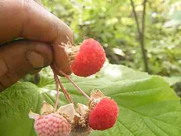 Berries