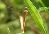 Young female
