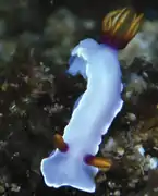 Thorunna punicea