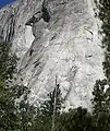 In this photograph, three different parties can be seen ascending the lower portion of the Nose route. Two are in the cracks, respectively' to the left and above the dead tree, and another party can be seen in the cracks in the upper right of the photo.
