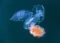 Lion's mane jellyfish capturing three moon jellyfishes