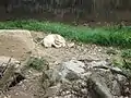 Tibetan wolf