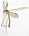 Tipula pruinosa specimen.North Wales.