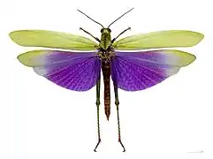 Lubber grasshopper, Titanacris albipes, has deimatically coloured wings, used to startle predators.