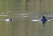 Chilean dolphin