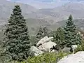 White firs at Toro Peak, CA.