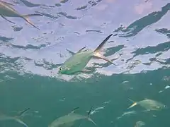 Black-spotted pompano (Trachinotus baillonii)